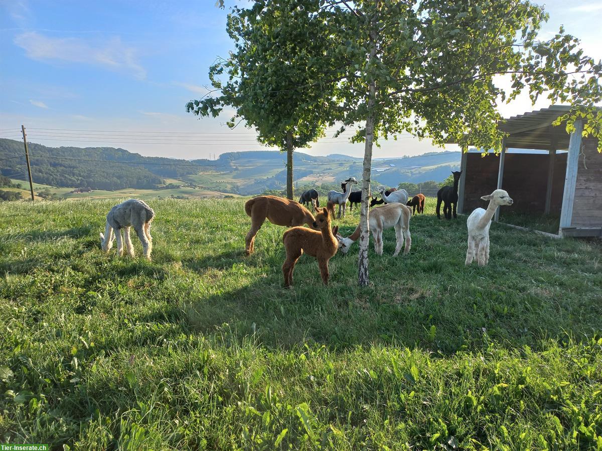 Kurs Sachkundenachweis (SKN) für Alpakas