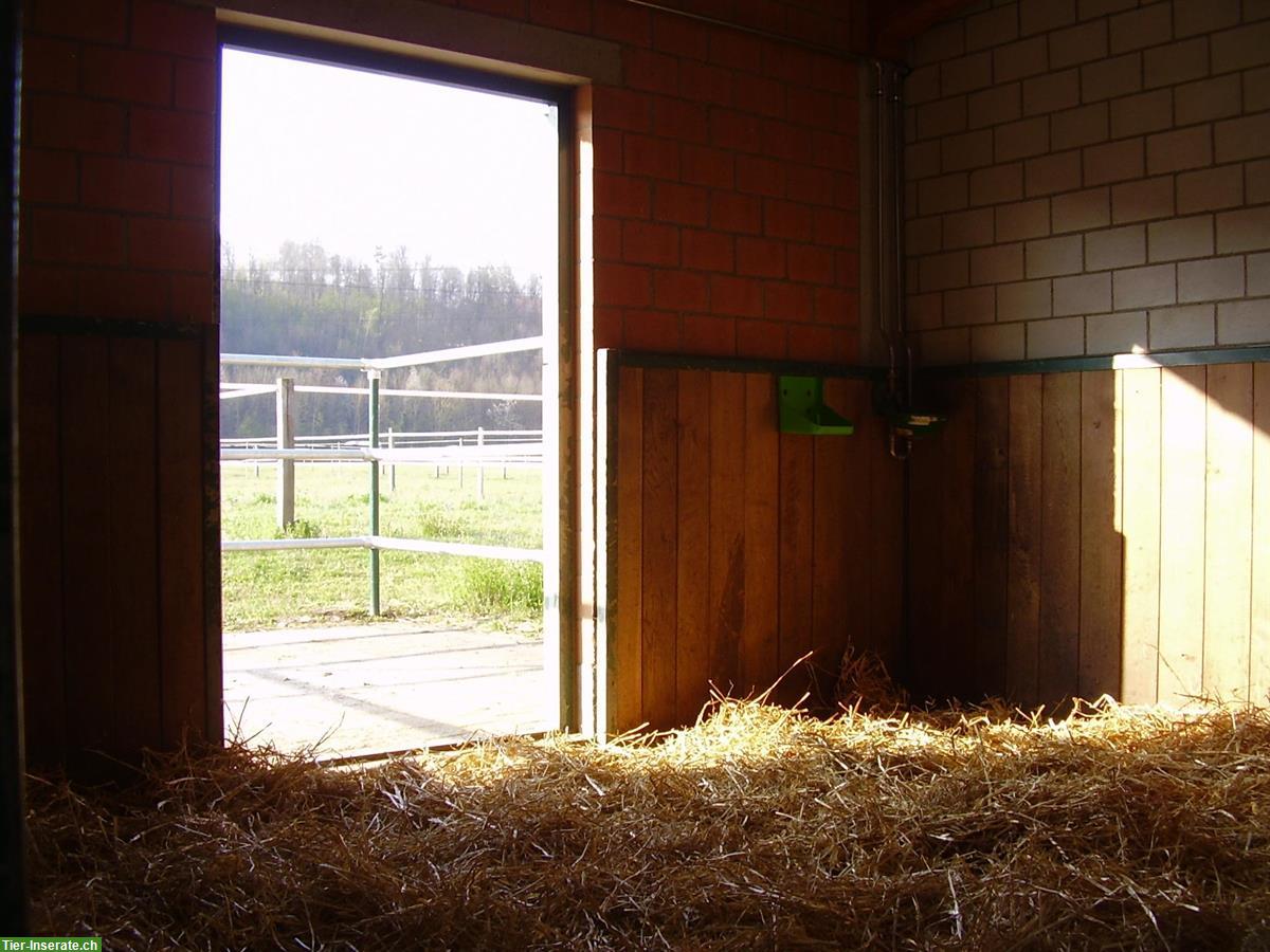 Auslaufboxen mit Halle und Beritt/Reitunterricht im Aargau