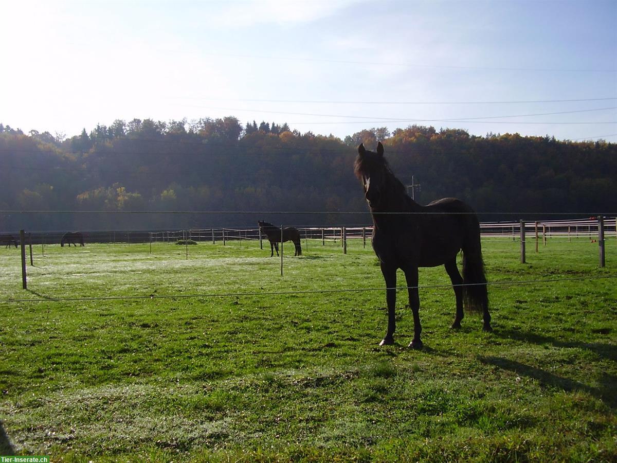 Bild 6: Auslauf- und Fensterboxen mit Dressurberitt bis Klasse S