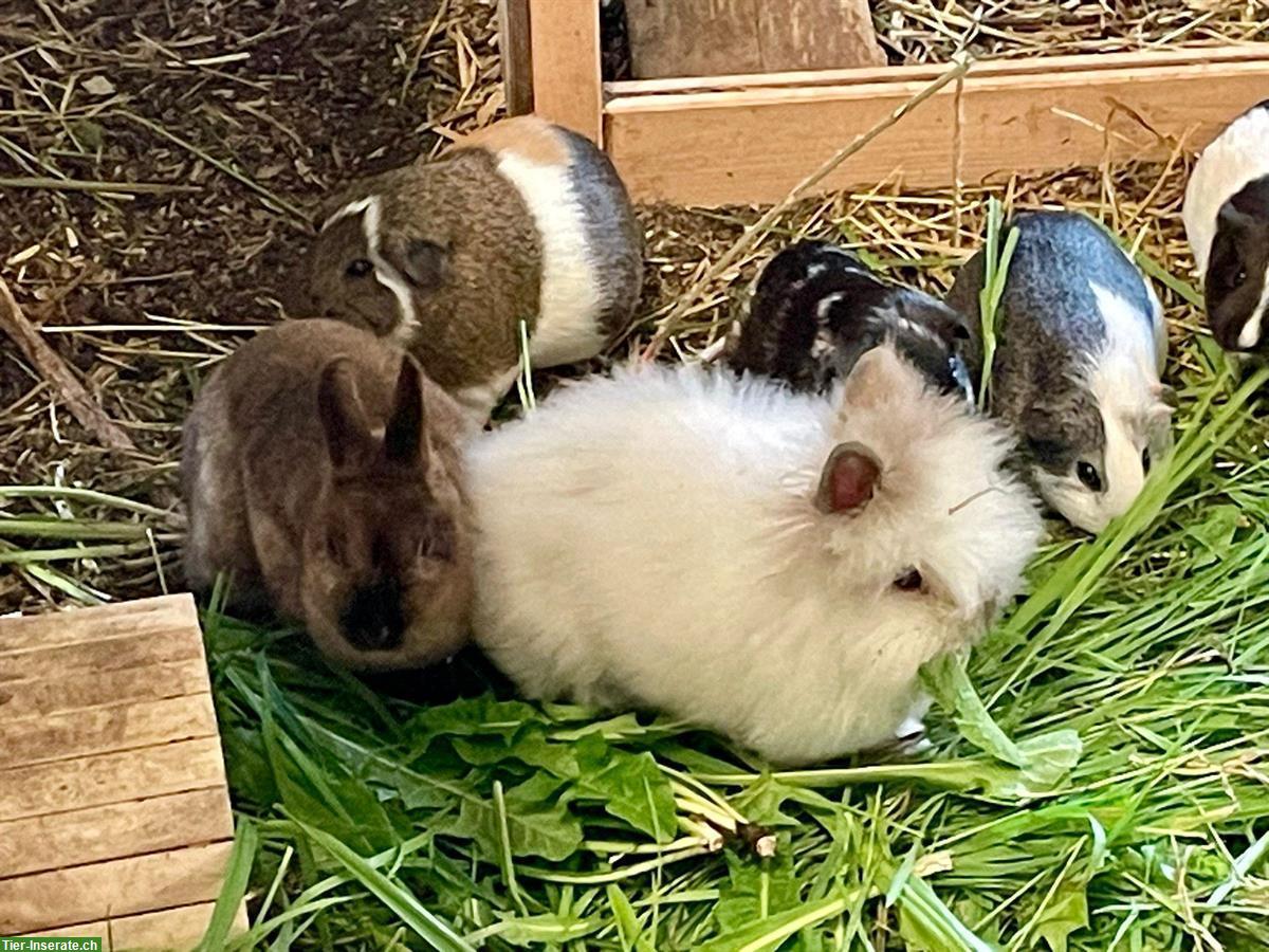 Bild 4: Meerschweinchen und Kaninchen Auffangstation/Vermittlung