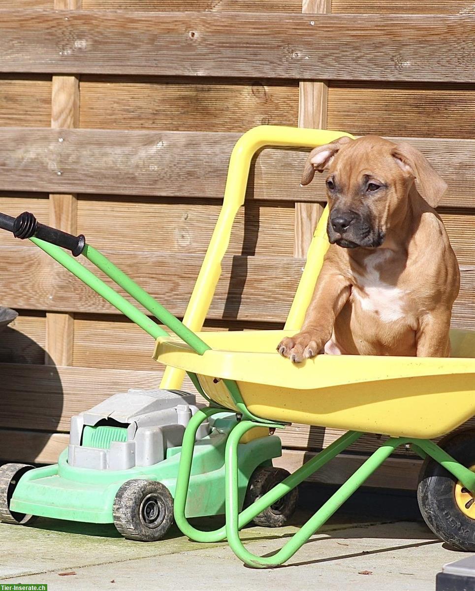 Bild 2: American Bully Rüde aus bewilligter CH Zucht