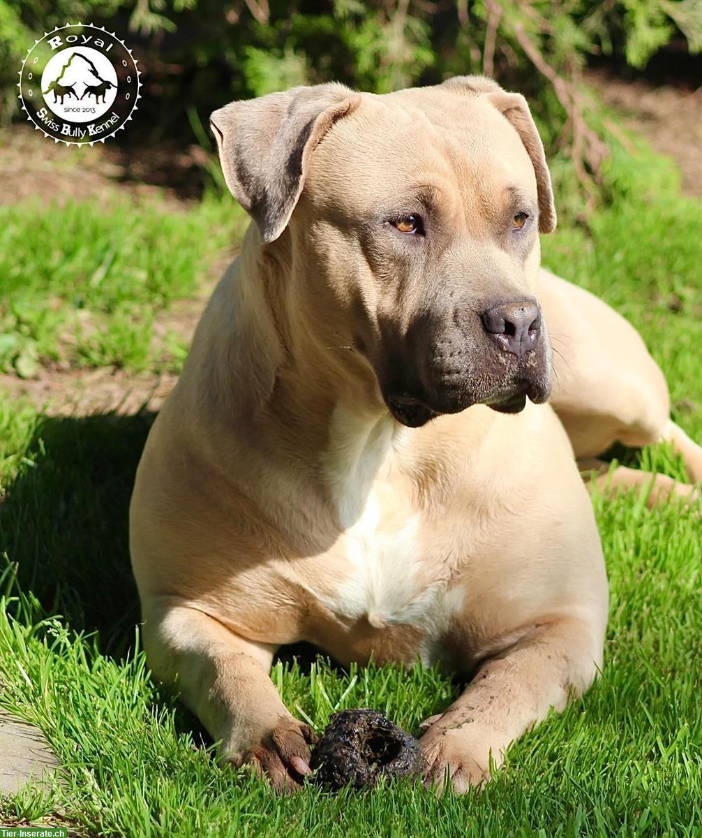 Bild 4: American Bully Welpen aus bewilligter CH-Zucht