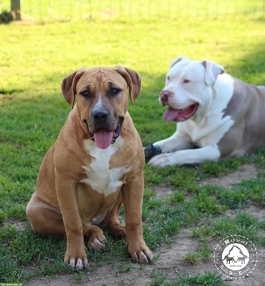 Bild 5: American Bully Welpen aus bewilligter CH-Zucht