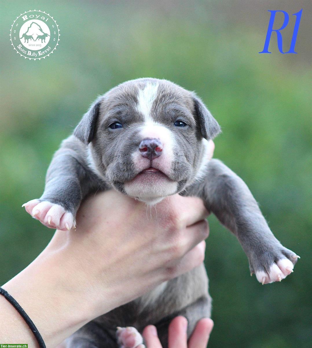 Bild 6: American Bully Welpen aus bewilligter CH-Zucht