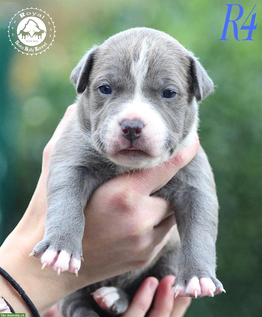 Bild 7: American Bully Welpen aus bewilligter CH-Zucht