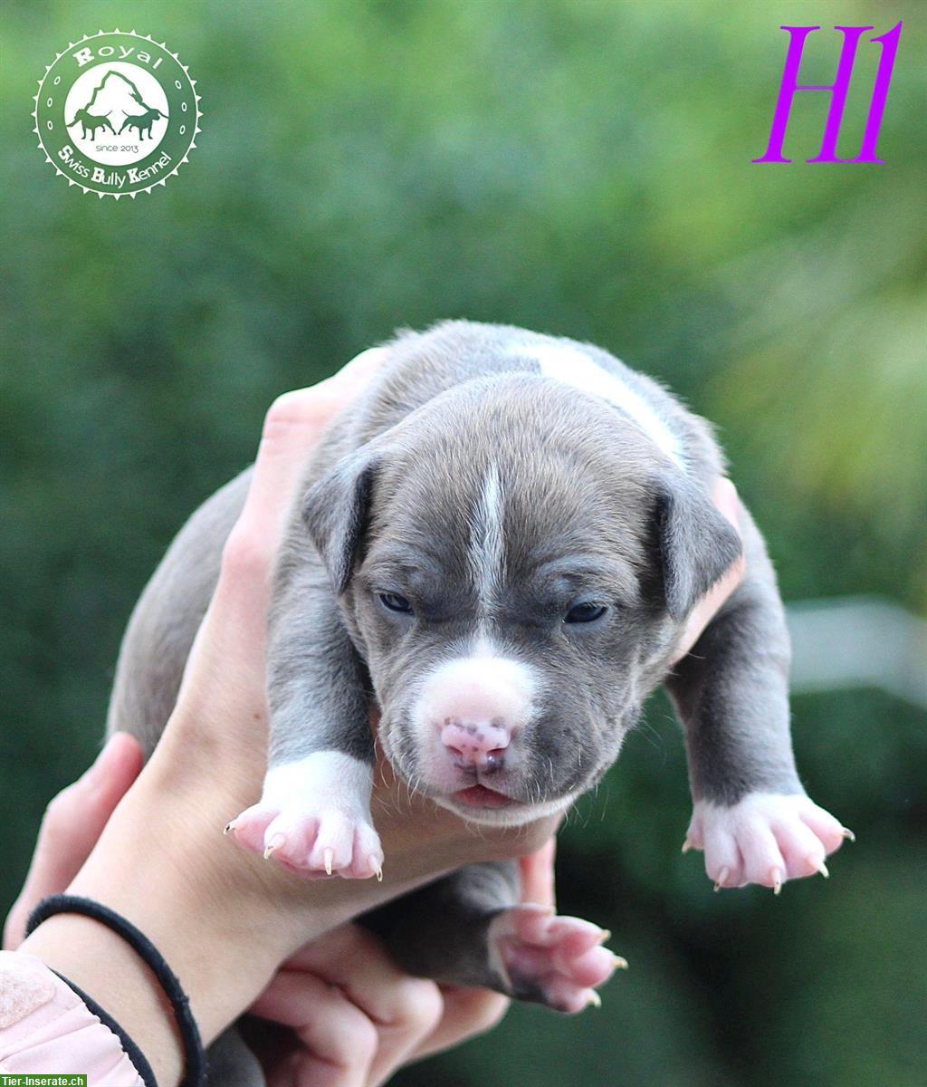 Bild 8: American Bully Welpen aus bewilligter CH-Zucht