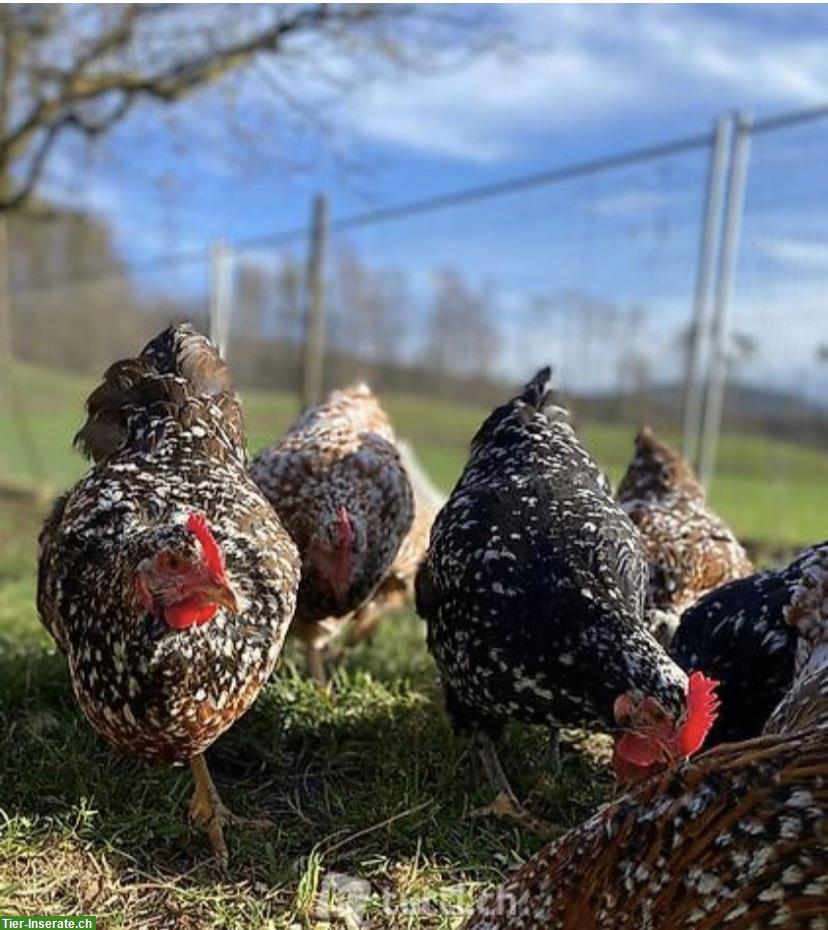 Bild 2: Küken Schwedische Blumenhühner zu verkaufen