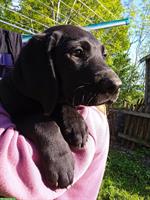 Schwarze Labrador Welpen suchen liebes Zuhause