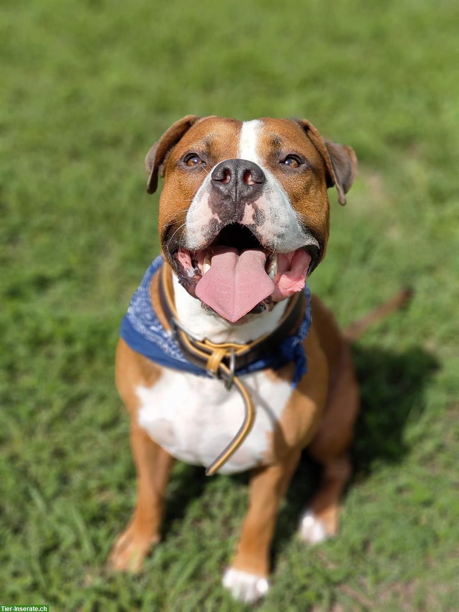 Amstaff Rüde «Pancho» sucht Hundedame für liebevolle Verpaarung!