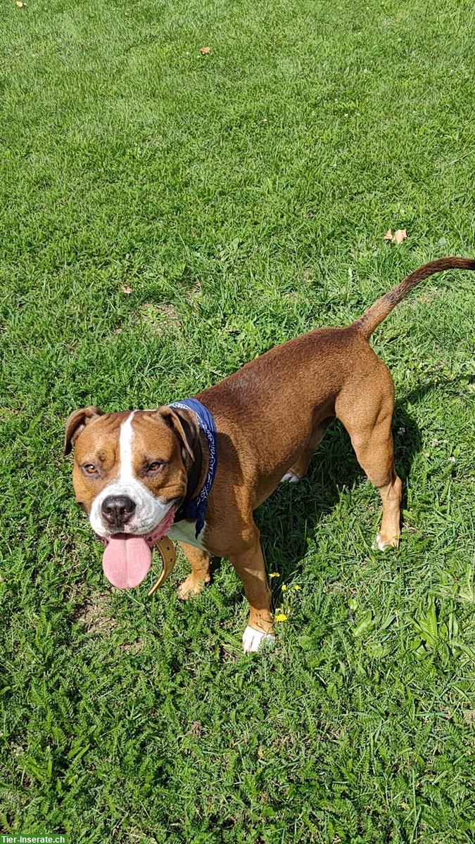 Bild 3: Amstaff Rüde «Pancho» sucht Hundedame für liebevolle Verpaarung!