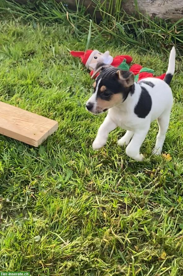 Bild 4: Jack Russell Terrier Welpen suchen tolles Zuhause