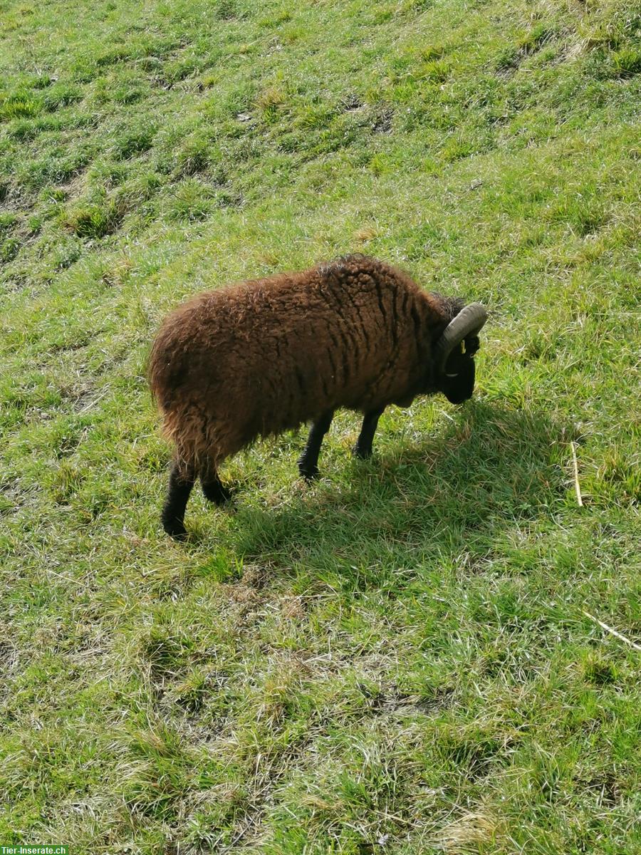 Bild 2: 2 Quessant Schafsböcke zu verkaufen.