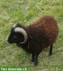 Bild 4: 2 Quessant Schafsböcke zu verkaufen.