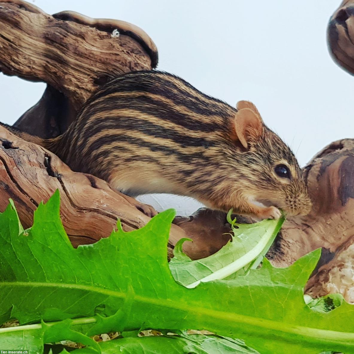 Biete Pflegeplatz für Hamster und Mäuse