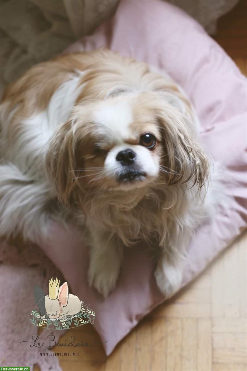 Liebevolle PRIVATE Hundebetreuung, Stadt Bern