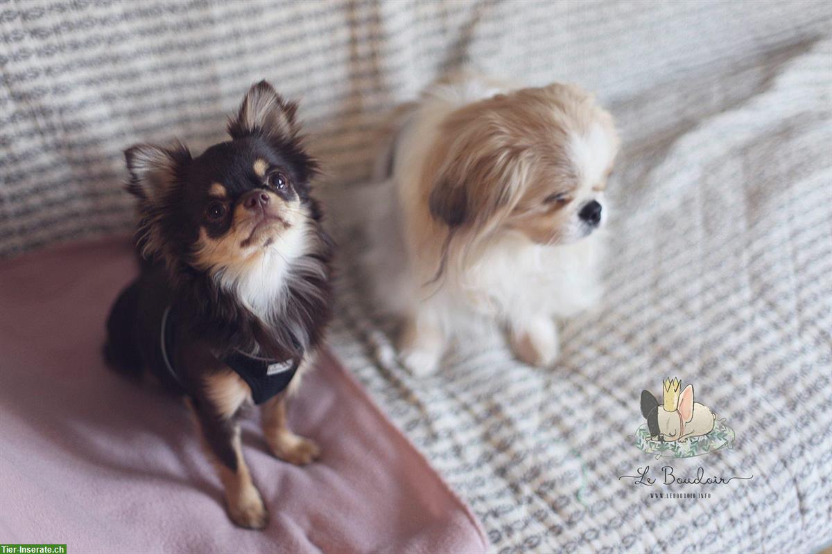 Bild 5: Liebevolle PRIVATE Hundebetreuung, Stadt Bern