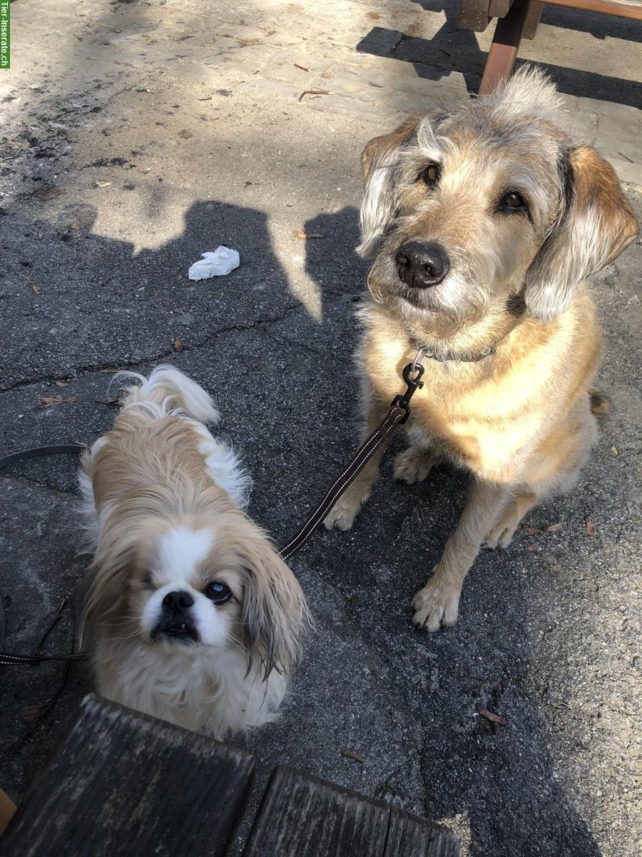 Bild 6: Liebevolle PRIVATE Hundebetreuung, Stadt Bern