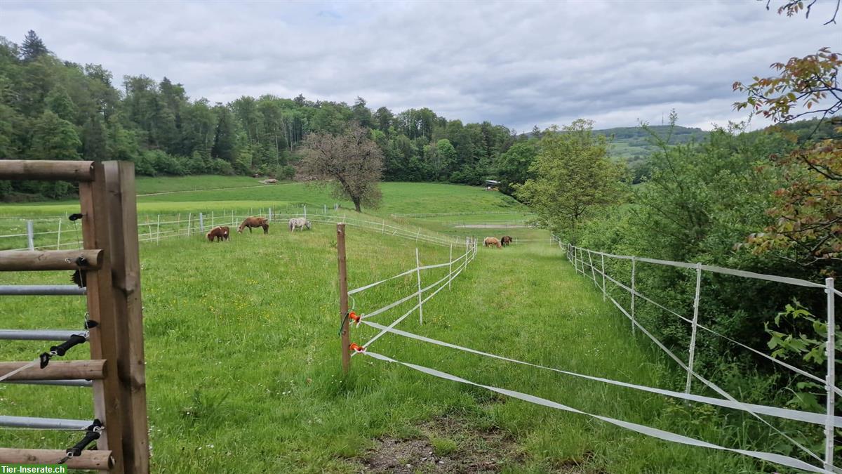 Bild 9: Freie Pferde Plätze in Bianca's Offenstall im Aargau