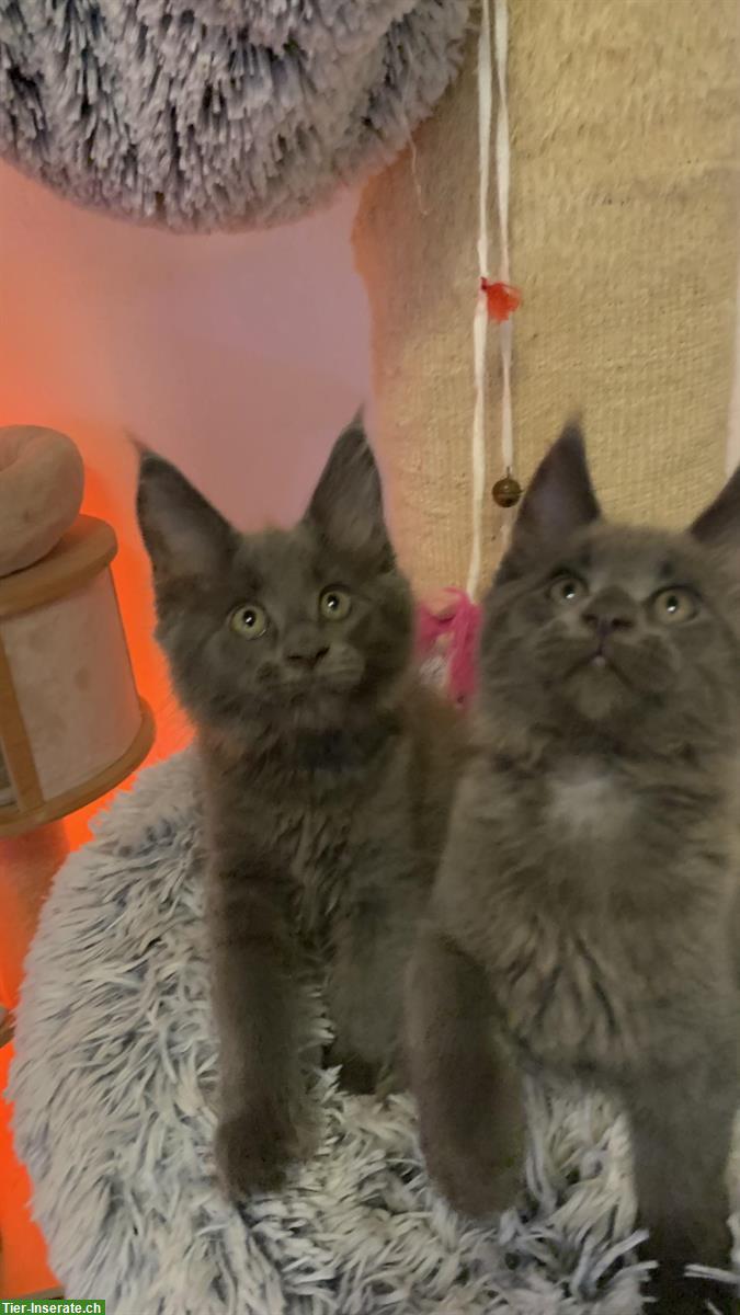 Maine Coon Kitten suchen neuen Wirkungskreis