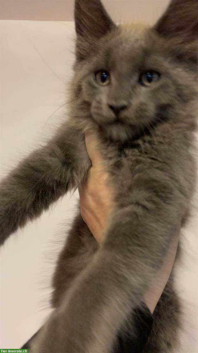 Bild 5: Maine Coon Kitten suchen neuen Wirkungskreis
