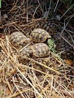 Griechische Landschildkröten THB, Nachzuchten vom Jahr 2022