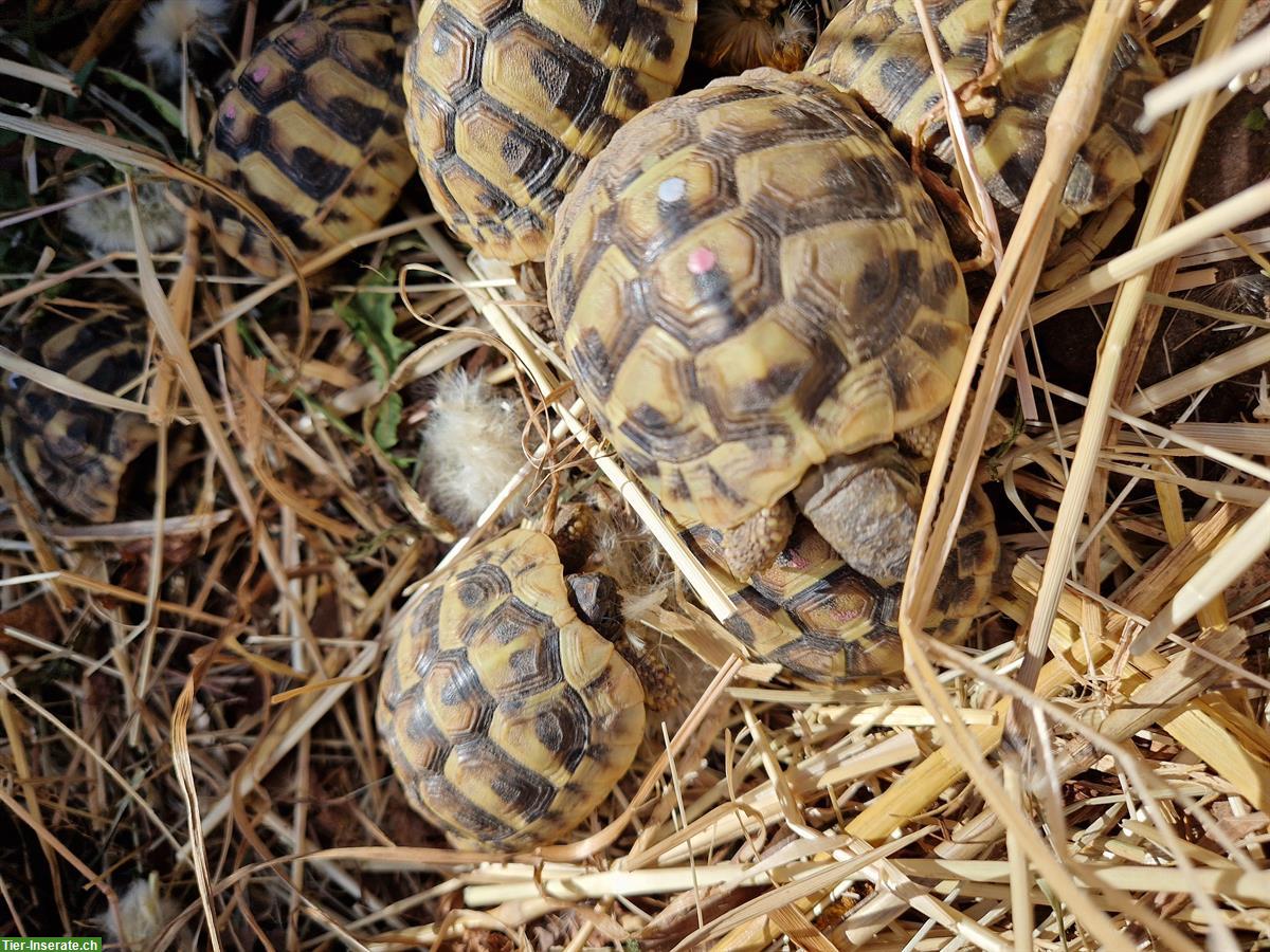 Bild 3: Griechische Landschildkröten THB, NZ 2022
