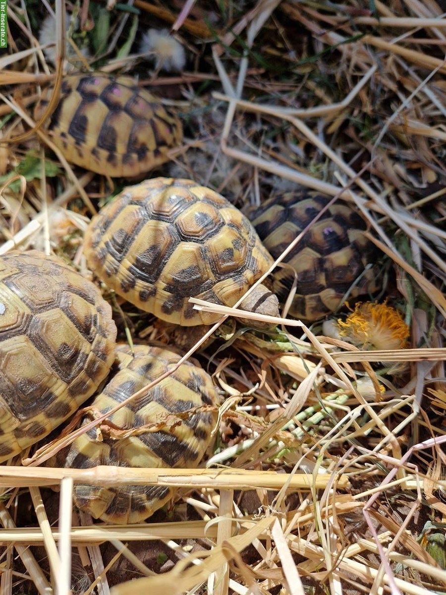 Bild 4: Griechische Landschildkröten THB, NZ 2022