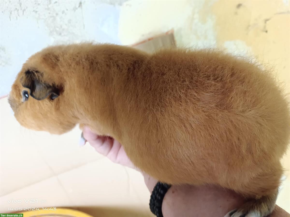 Bild 6: Wolly Cuy Riesenmeerschweinchen, verschiedene Farben