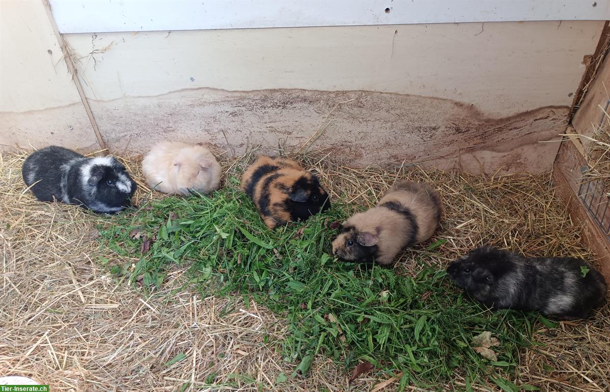 Bild 7: Wolly Cuy Riesenmeerschweinchen, verschiedene Farben