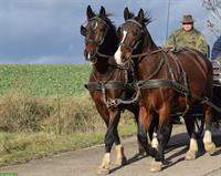 Warmblut Wallache - ein starkes Passgespann