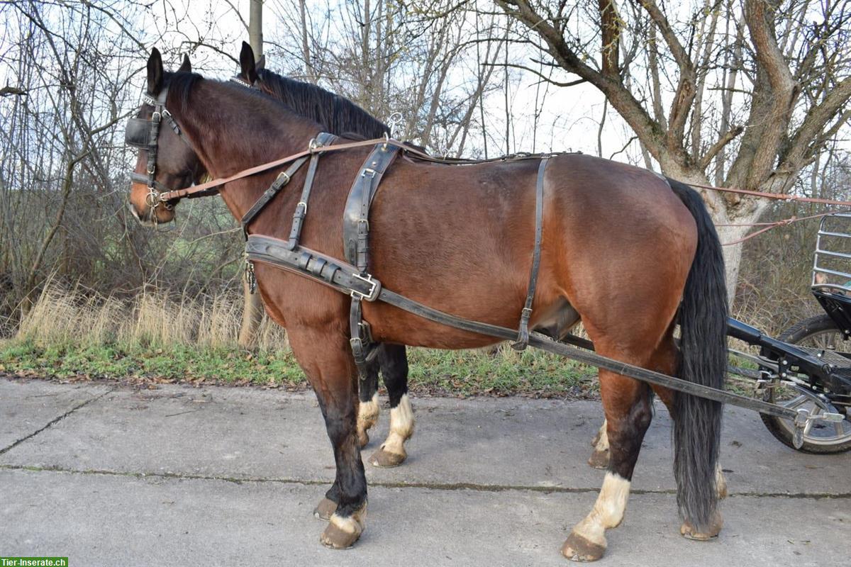 Bild 2: Warmblut Wallache - ein starkes Passgespann