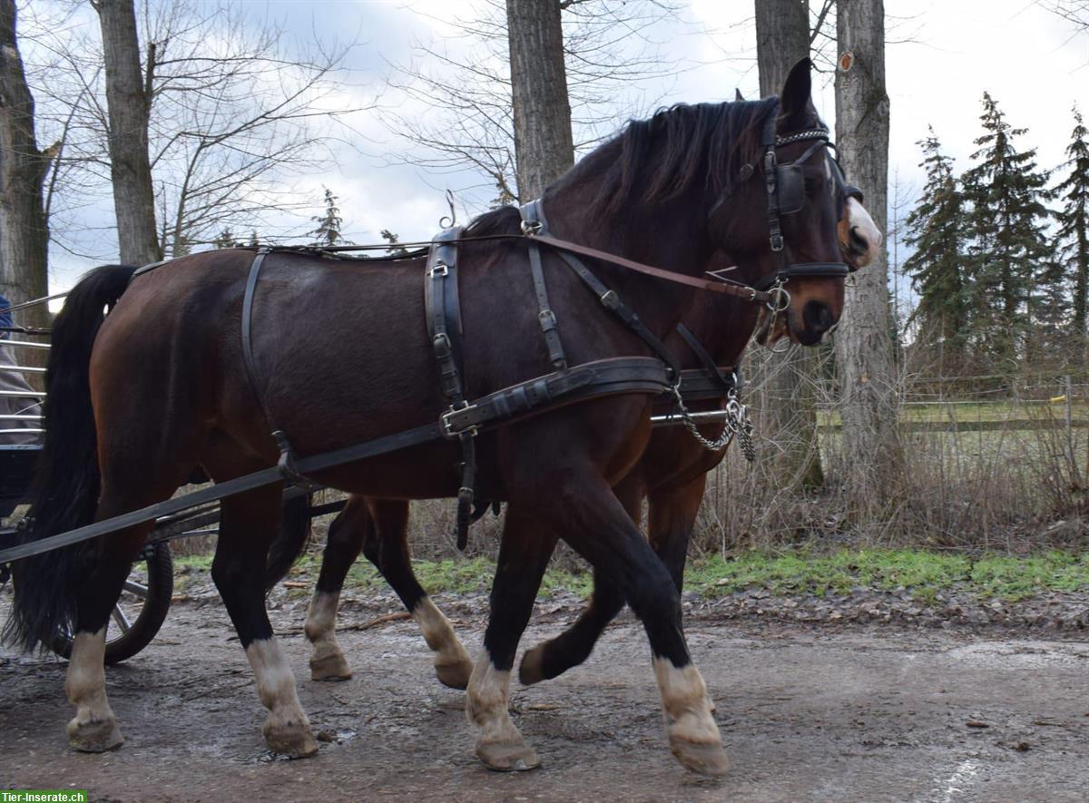 Bild 3: Warmblut Wallache - ein starkes Passgespann