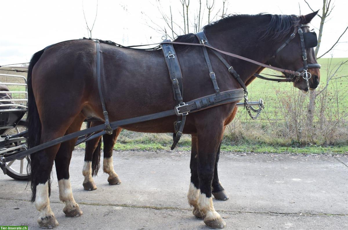 Bild 4: Warmblut Wallache - ein starkes Passgespann