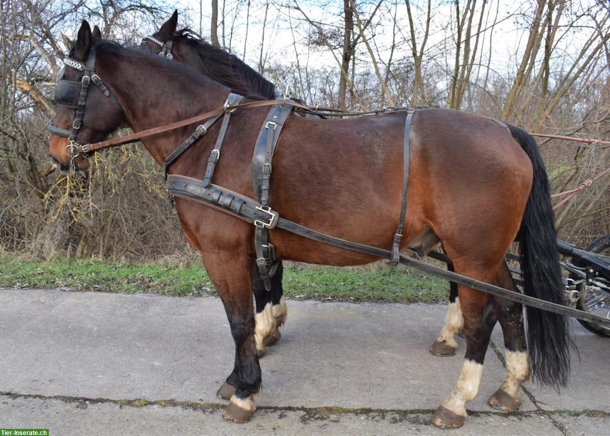 Bild 5: Warmblut Wallache - ein starkes Passgespann