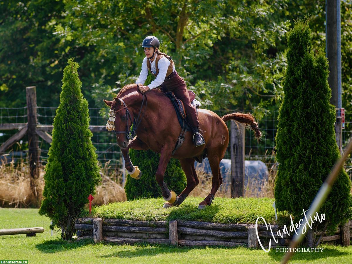 Bild 2: Beritt Pferde und Ponys | Dressur/Working-Equitation/Freizeit