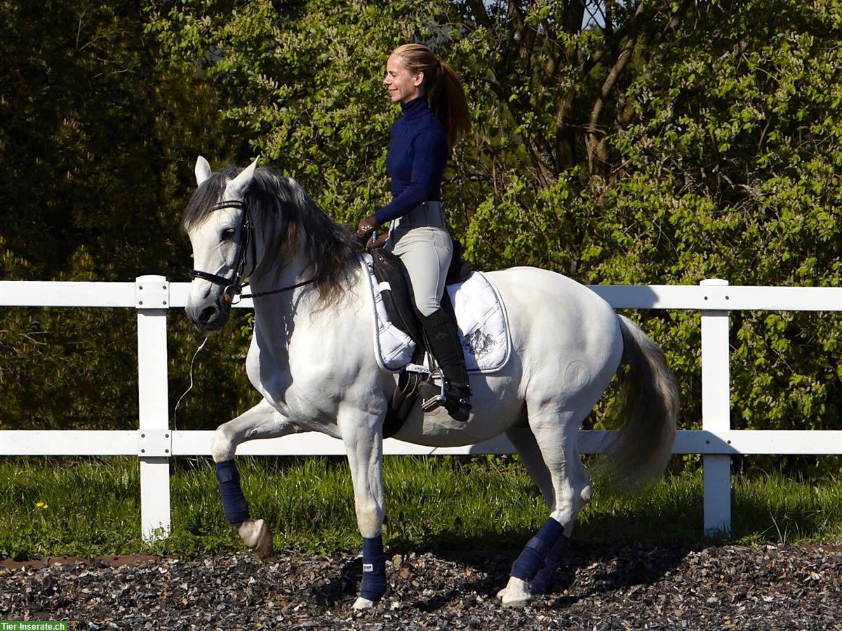 Bild 4: Beritt Pferde und Ponys | Dressur/Working-Equitation/Freizeit