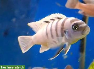 Bild 2: Malawi Buntbarsche «Cynotilapia afra white top galileya»