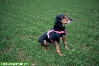 Bild 4: Jagna, ca. 7.5-jährig, ehemalige Kettenhündin, sucht liebes Zuhause