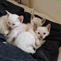 5 Siam Katzenbabys reinrassig suchen Zuhause