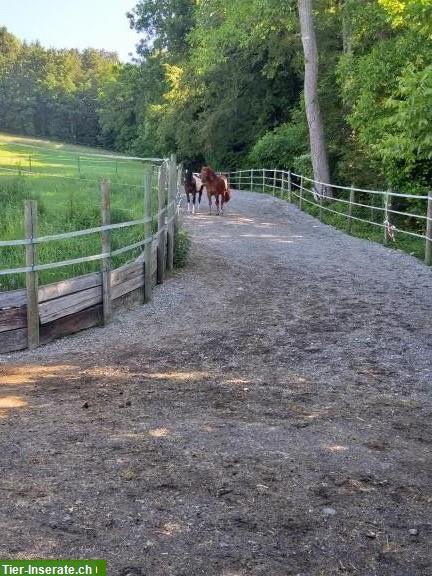 Bild 2: Schöner Gruppenlaufstall in Schenkon bei Sursee