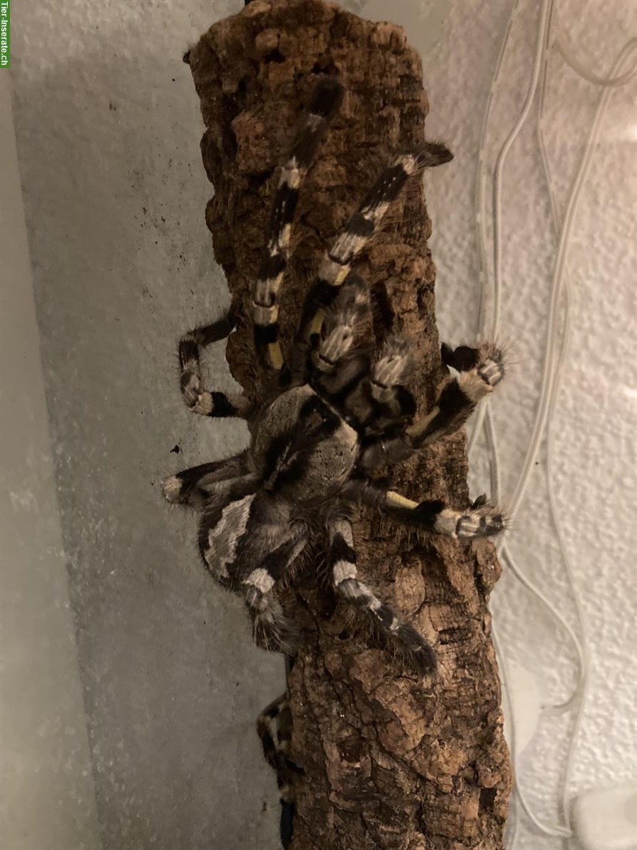 Poecilotheria regalis / Tigervogelspinne Nachzuchten