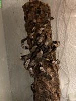 Poecilotheria regalis / Tigervogelspinne ENZ