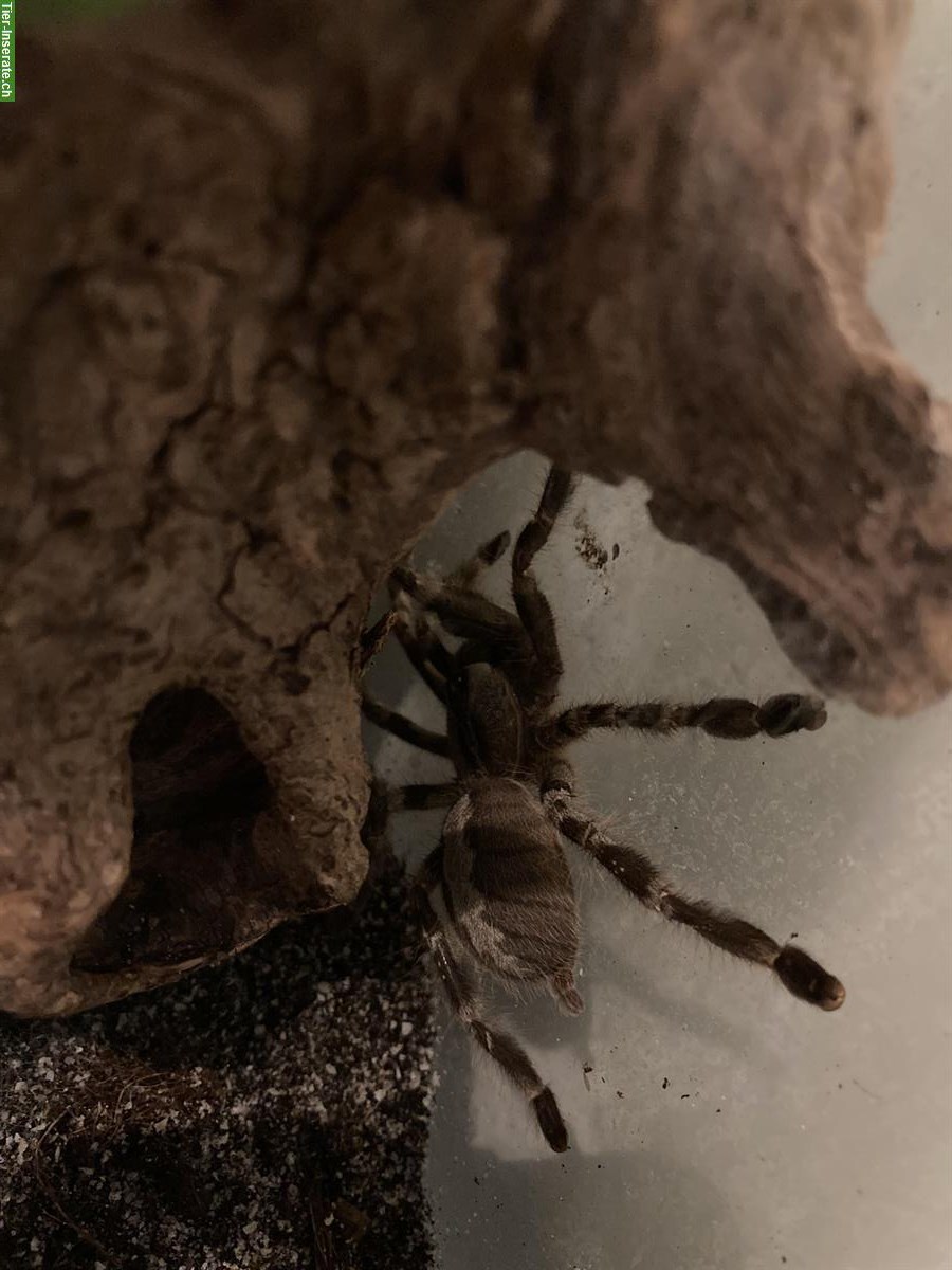 Bild 2: Poecilotheria regalis / Tigervogelspinne Nachzuchten