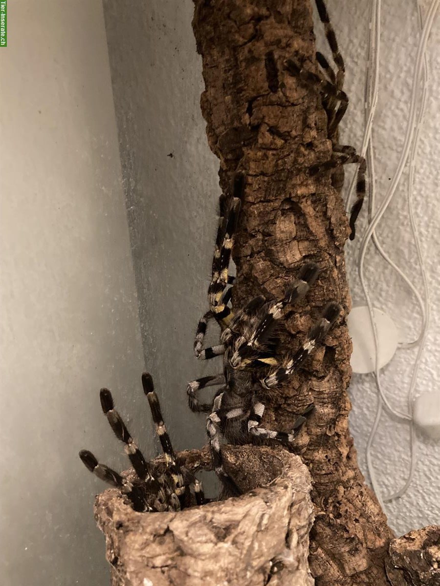 Bild 3: Poecilotheria regalis / Tigervogelspinne ENZ