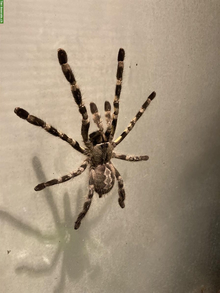 Bild 4: Poecilotheria regalis / Tigervogelspinne Nachzuchten