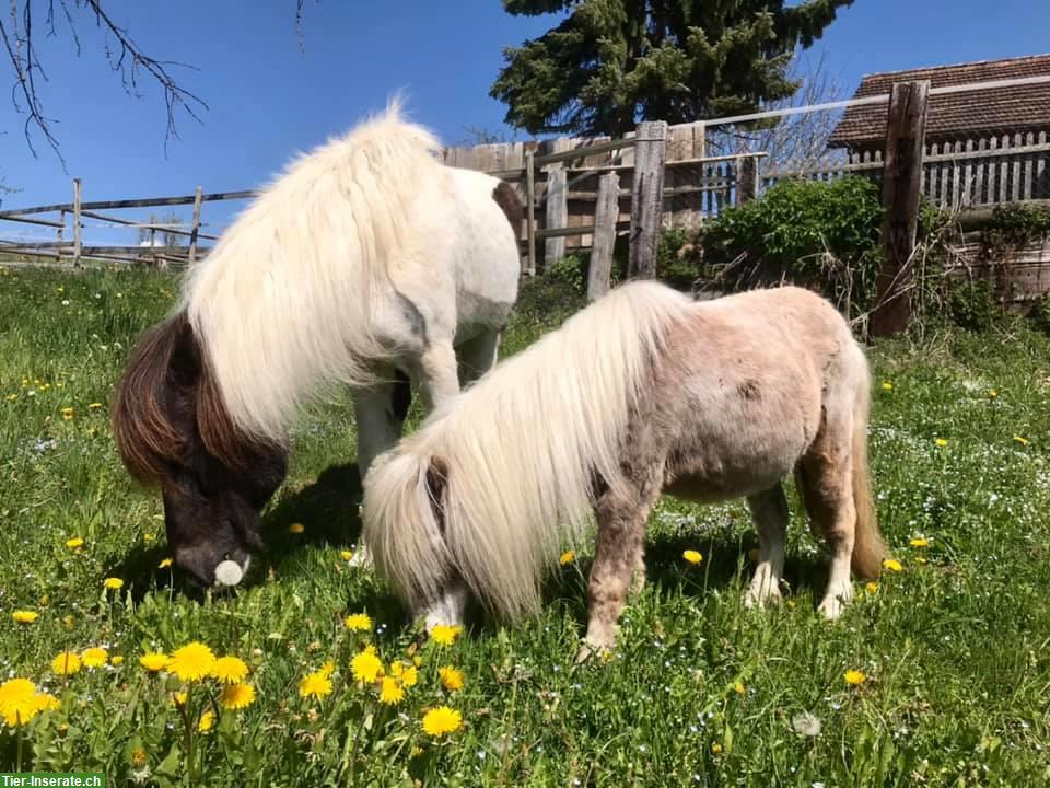 Bild 3: Pflege-/Spazierbeteiligungen für Pferde & Ponys in Mettmenstetten