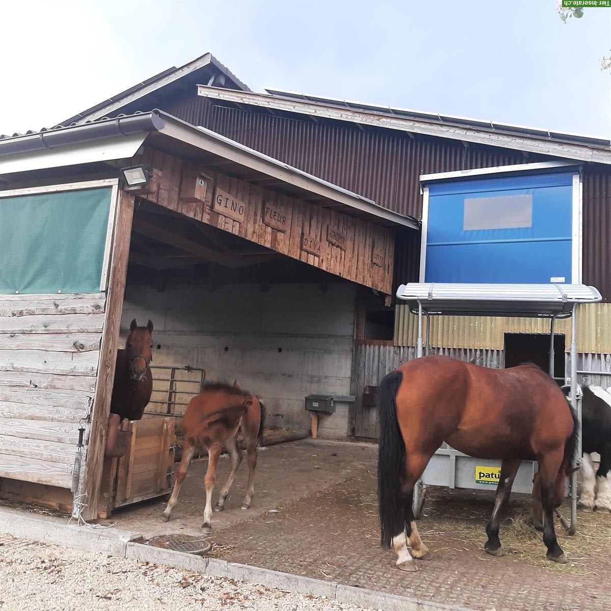 Freier Platz in unserem Offenstall in Madiswil, Wyssbach