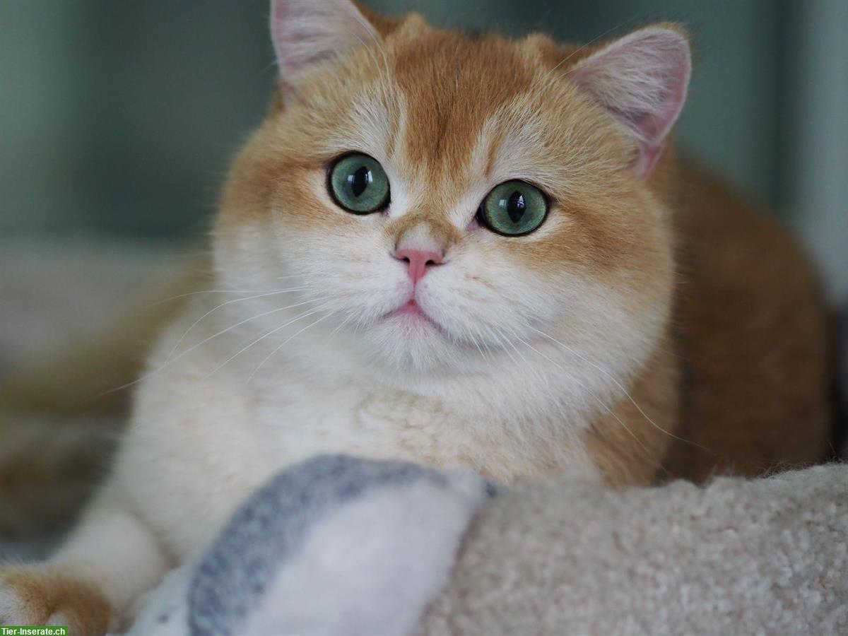 Bild 7: Britisch Kurzhaar Kitten Mädchen sucht neue Familie