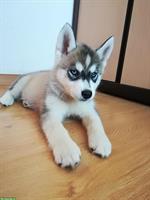 Blue Eyed Black & White Siberian Husky Welpen, Champion Puppy