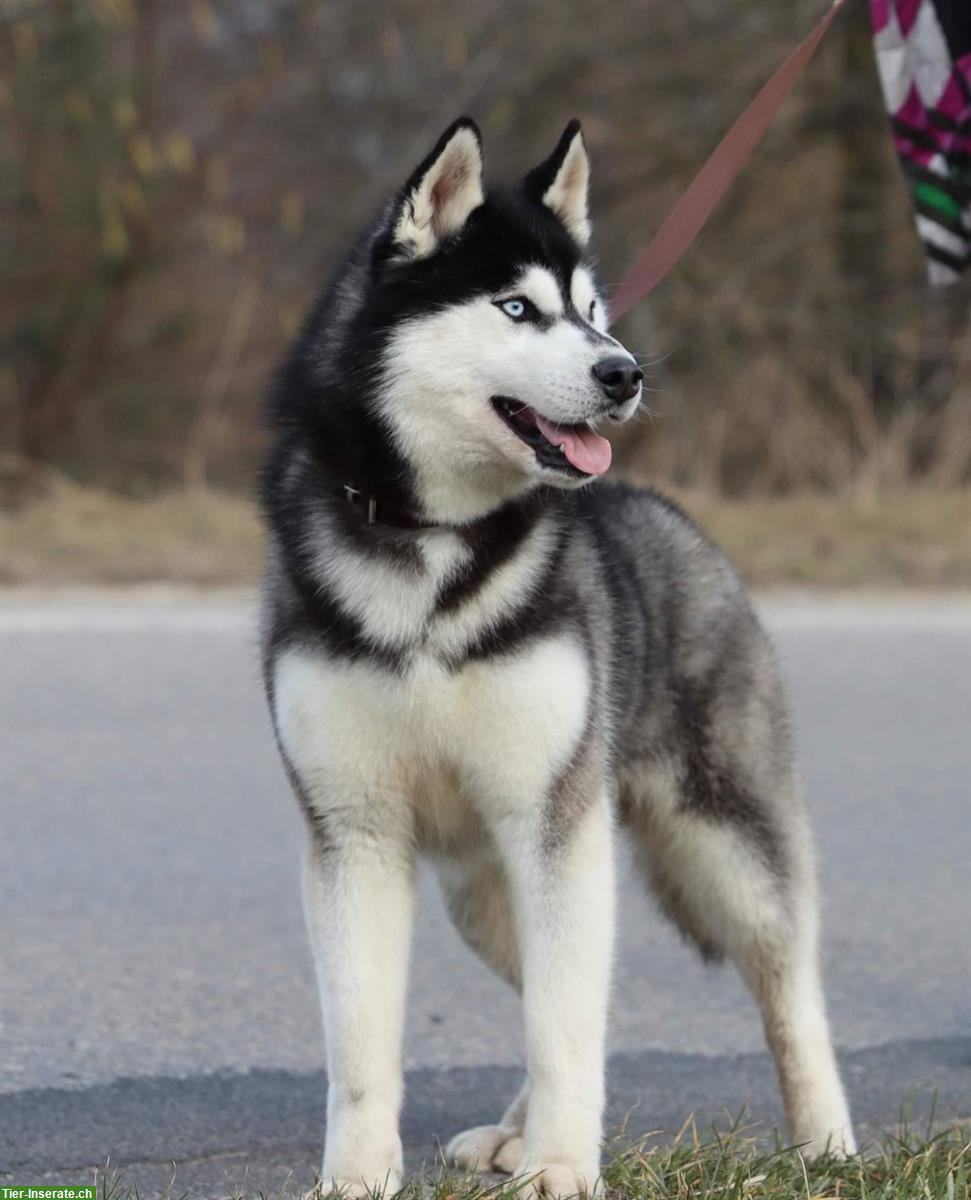 Bild 10: Blue Eyed Black & White Siberian Husky Welpen, Champion Puppy